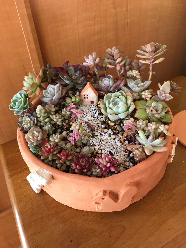 バルコニー/ベランダの画像 by ぷちこさん | バルコニー/ベランダと多肉植物と多肉箱庭と寄せ植えと神奈川タニラーとテラコッタ鉢
