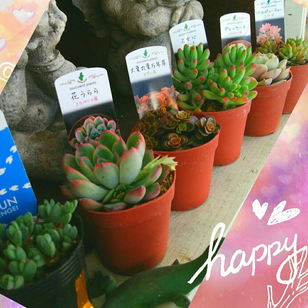 バルコニー/ベランダの画像 by みみこさん | バルコニー/ベランダと多肉植物とデレッセーナ☆エケベリアと多肉大好きと乙女心♡と花うらら♡とベランダガーデニングと大好きとセダム属リトルビューティーとベランダガーデンと可愛い〜♡と大葉丸葉万年草♡と大好き♡︎ʾʾとヘキギョレン♡とバルコニスト