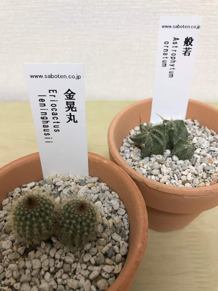 の画像 by さくらもちさん | 多肉中毒とサボテン科とサボテン小鉢と植物男子ベランダーと多肉植物とサボテンとタニラーとノトカクタス 金晃丸とアストロフィツム般若と般若✧