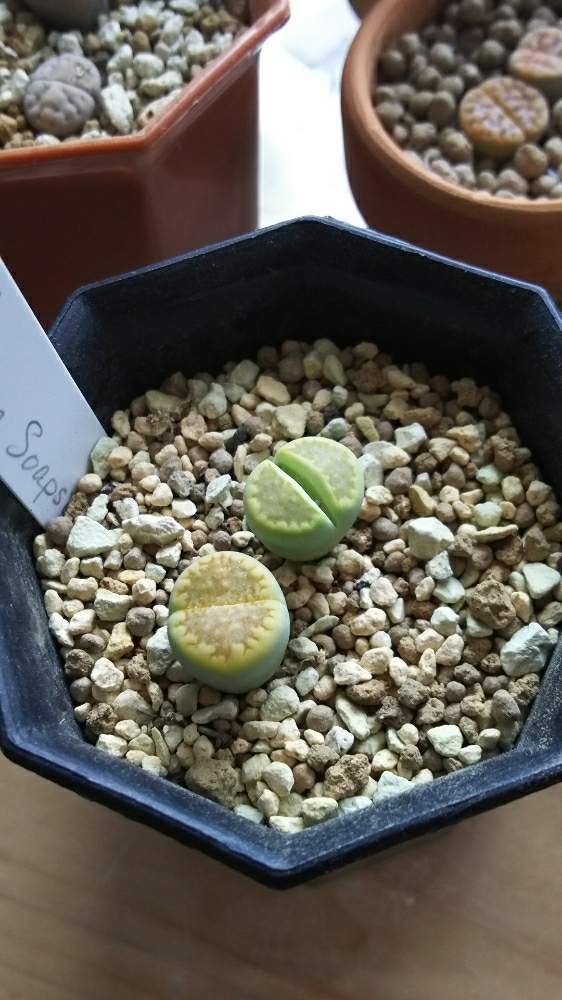 窓辺の画像 by 玉葉さん | 窓辺とリトープスとC111A Green soapstoneと多肉植物と室内組と玉葉のリトっ子と窓辺 リビングと脱皮属