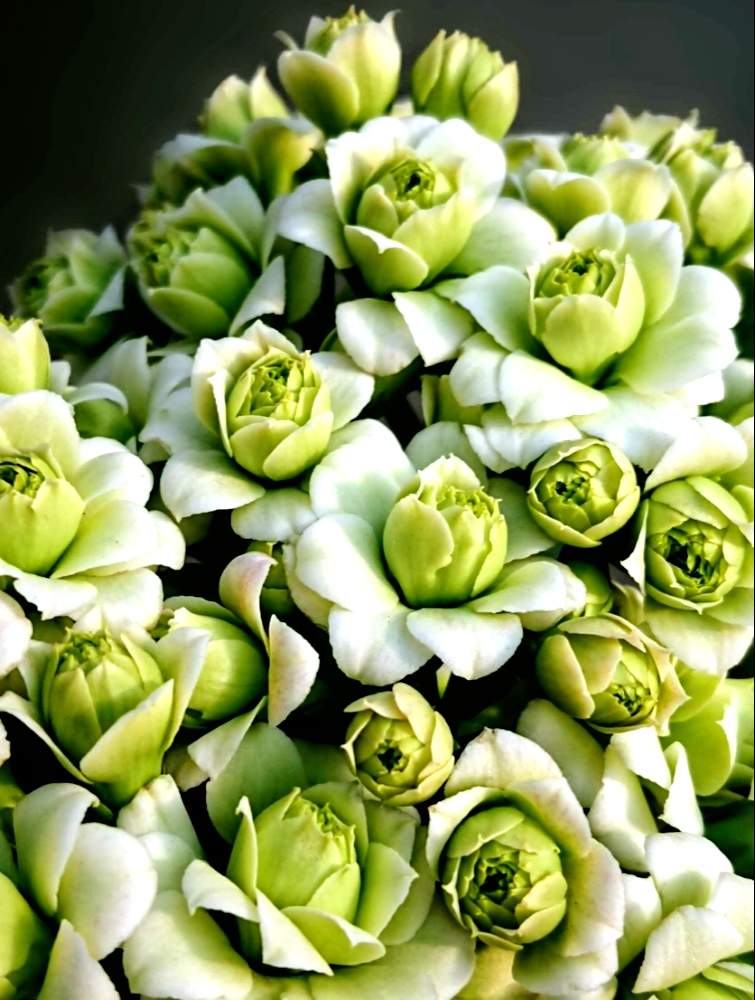 エクステリアの画像 by aki~nakさん | エクステリアとHTCとWEEKEND FLOWERとお正月飾りといやされる♡とGS映えとしぞーか勢とGS日和と今日の一枚と有難う♥と花のある暮らしと頑張れ♡えっことバルコニストと自己満足´ω`*