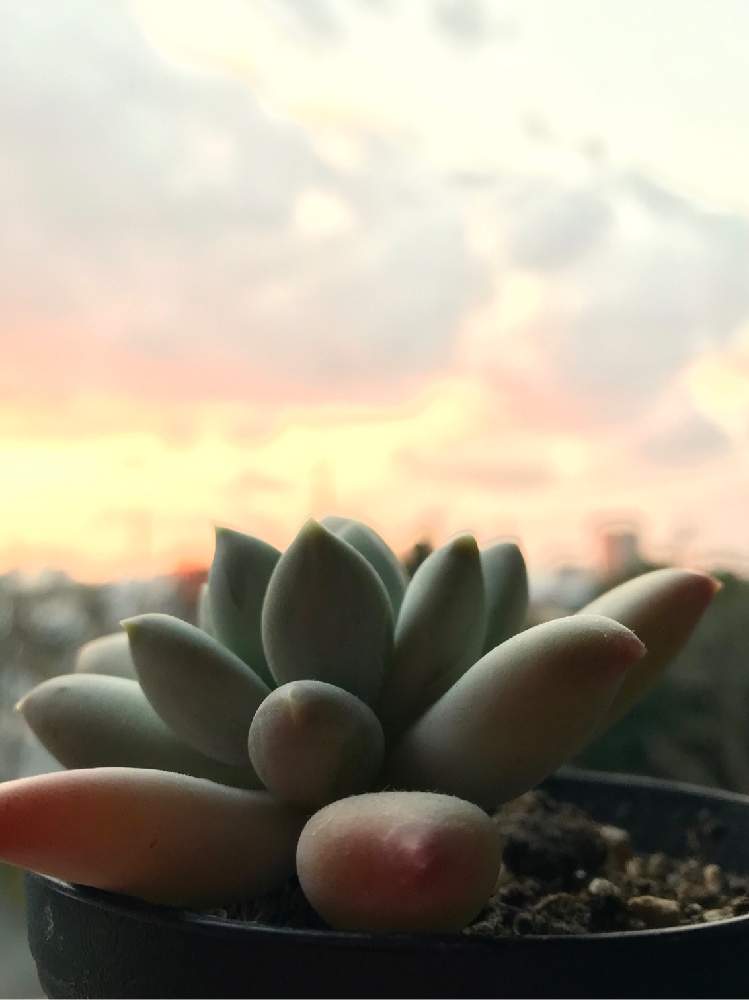 窓辺の画像 by momoさん | 窓辺とムーンシルバーと多肉植物と夕焼けと多肉と淡いオレンジとぷっくり多肉と可愛いと花のある暮らしとオレンジ
