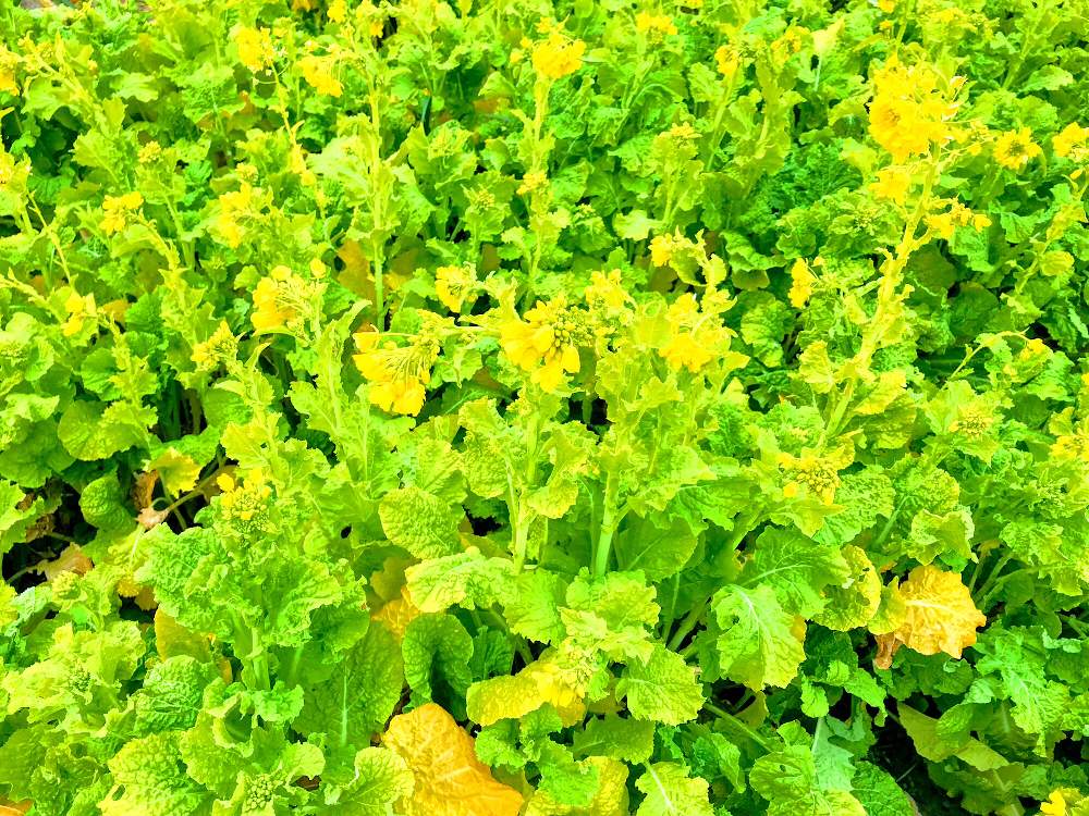 の画像 by チャーさん | 菜の花とチャーさんのリポートと冬野と季節の 便りとチャーさんの 里山歩きと冬野歩きと里山歩きとチャーさんの季節のアレンジと花の歌と里山とノハラー