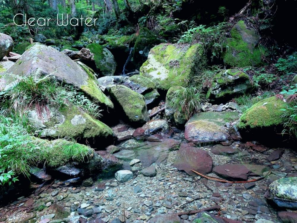 お出かけ先の画像 by toshi722さん | お出かけ先と森の中の小川と関市と岐阜県と雄大な杉林と大きな株と株杉の森