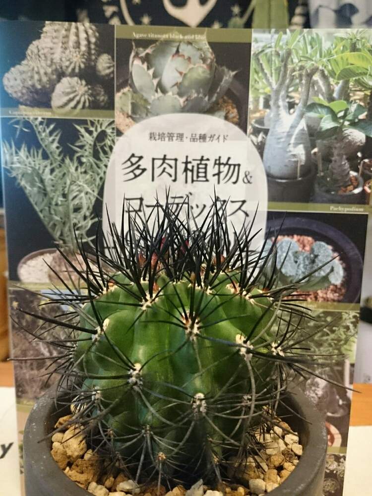部屋の画像 by ながのっちさん | 部屋と暗黒玉とネオポルテリア属と珍奇植物とサボテン科