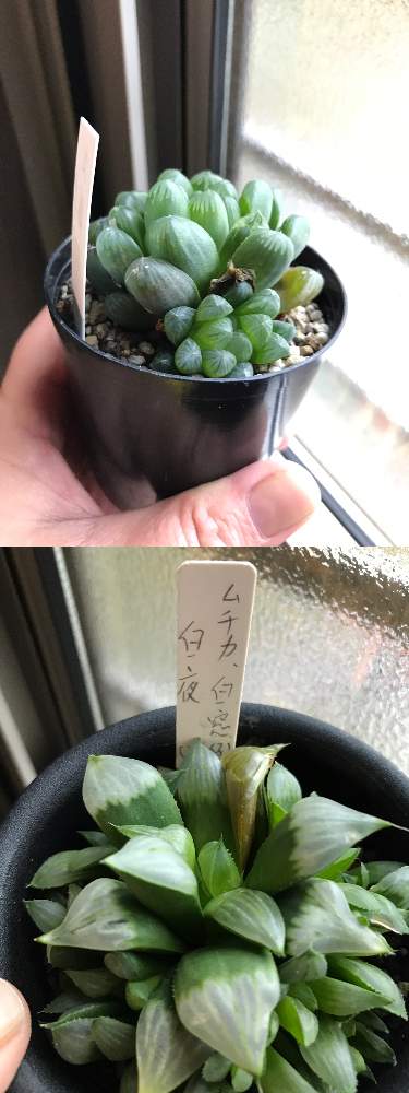 部屋の画像 by ふかさん | 部屋と多肉植物とハオルチア・白夜とハオルチア属と多肉大好きとハオハオ!と可愛い多肉ちゃん❤︎とハルオチア玉露と多肉女子と多肉チャンドハマりと花のある暮らしと多肉多肉多肉多肉多肉‼とタニク初心者とタニクちゃん