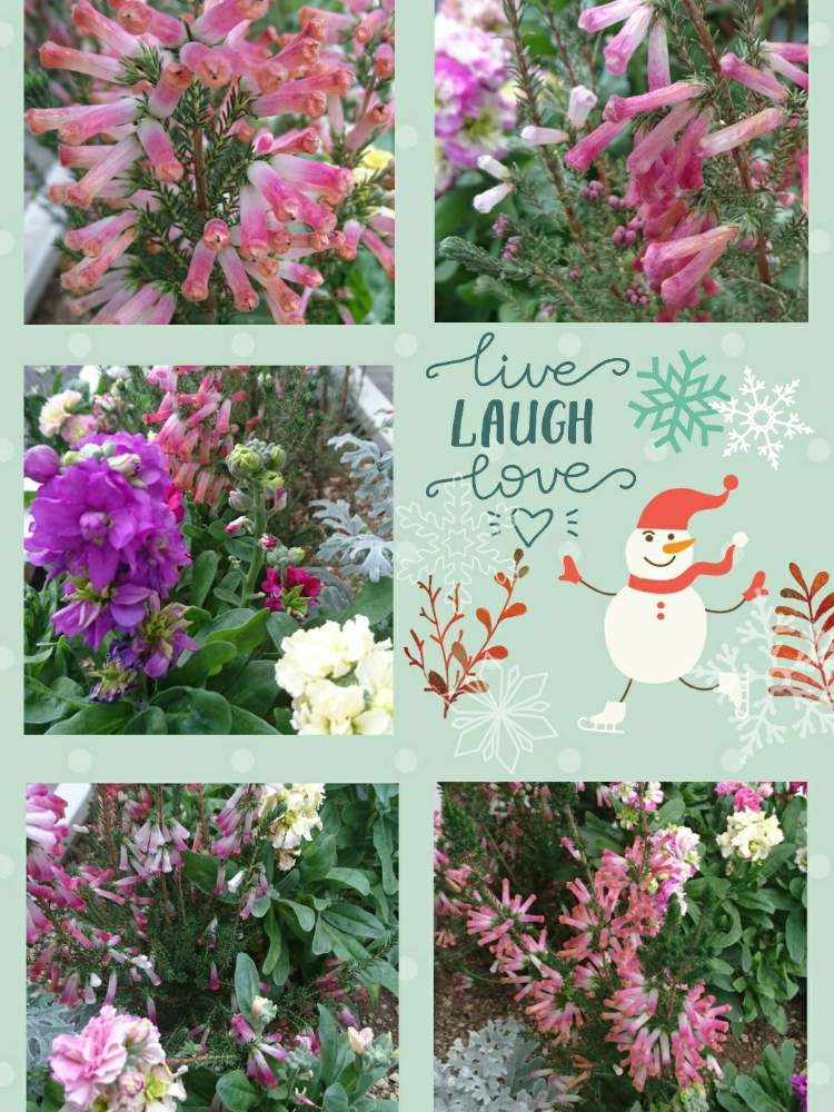の画像 by トリトンさん | エリカとストックとありがとう♡と寄せ植えといやされる♡と北の大地北海道とGS映えとGS日和と台風21号被災者応援とキュンキュン乙女倶楽部No.183と応援するよとpicコラージュと頑張れ♡えっこと頑張れ♡ばぁばさんと青い花マニアとチーム・ブルーNo.009と☆GS散歩☆横浜☆