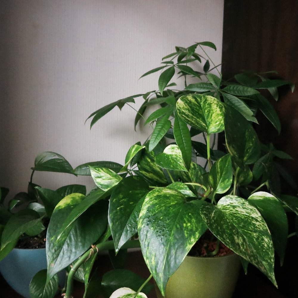 部屋の画像 by muuufkrさん | 部屋とポトスとパキラと観葉植物と植物のある暮らしとダイソーと斑入りポトス♡と綺麗なミドリとポトス♪とGS日和とno green no lifeとgreen green greenと自己流とポトスパーフェクトグリーン。と美しいと成長記録と実生パキラとパキラ★と癒しのひと時とお部屋の観葉植物コンテスト