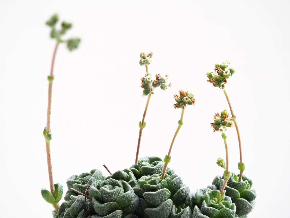 バルコニー/ベランダの画像 by Tenさん | バルコニー/ベランダとドロシーと多肉植物と「叢」風と植物のある暮らしとクラッスラ属とGS映えと多肉植物のある暮らしと深度合成とTenクラッスラと成長記録と珍奇植物とアートなTen写
