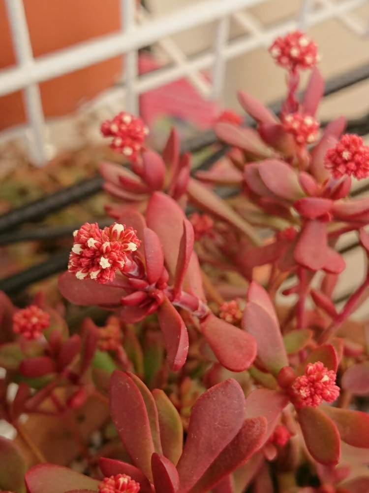 バルコニー/ベランダの画像 by yamacciさん | バルコニー/ベランダと多肉植物とクラッスラ 紅稚児と多肉の花芽ときれいと多肉の紅葉✨とうれしい!と 紅稚児と可愛いと花のある暮らしとかわいい