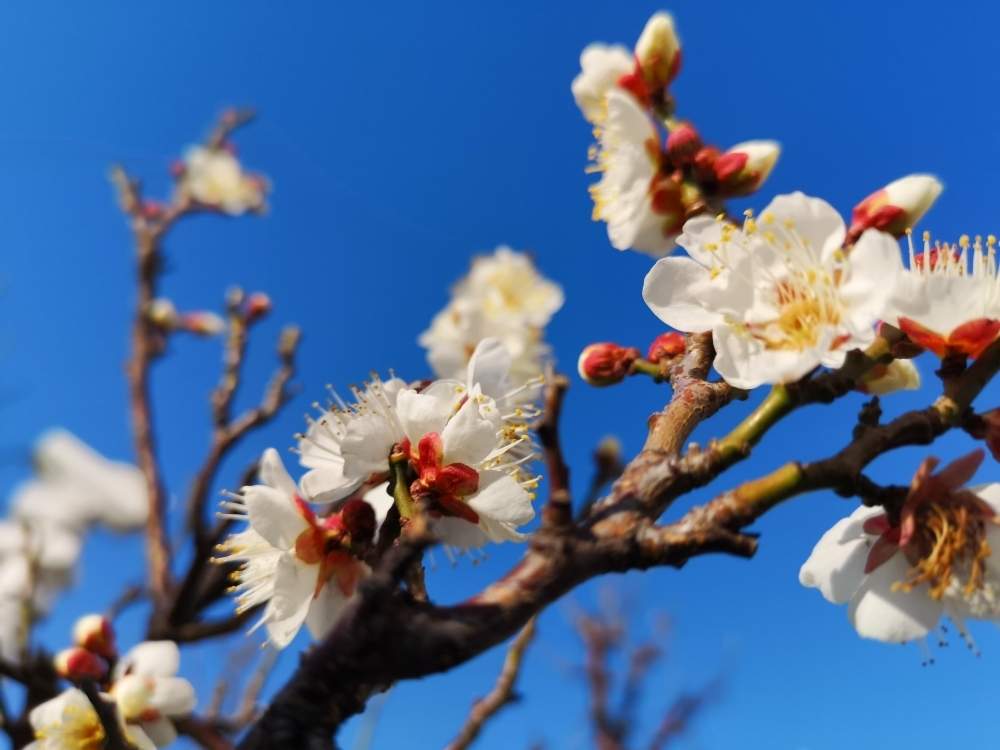 エントランスの画像 by itukushima111さん | エントランスと芳香と 梅の花と白梅の花とうめのはなと庭木と冬の匂い