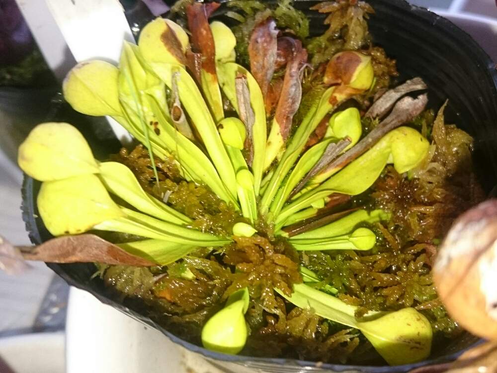 部屋の画像 by sword-tさん | 部屋とサラサニア プシタシナとボタニカルライフと食虫植物とプシタシナーとGS映えとGS日和と植中毒と私は、虫と食虫毒とサラセニアと珍奇植物とがばいと食虫植物 サラセニアとプシタシナ愛好会とサラリーマン編とサラセニア科と食虫植物広め隊