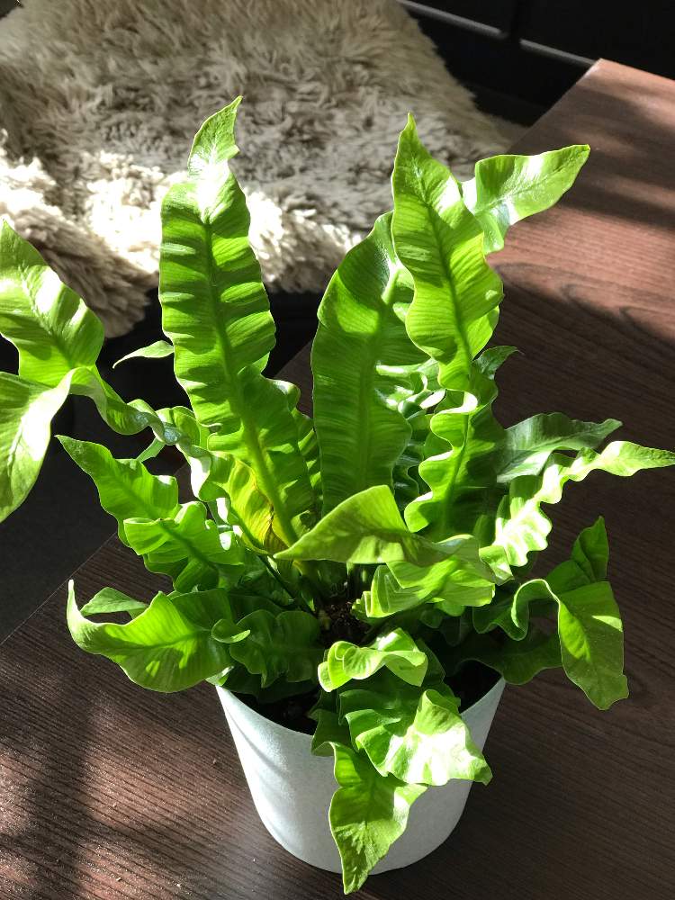 窓辺の画像 by ボビケンさん | 窓辺とエメラルドウエーブと窓辺の植物たちとno green no lifeとグリーングリーン♪と窓辺に緑をとかわいいな♡とリビング窓辺とすくすく育ってね♡