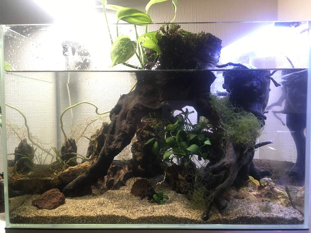 部屋の画像 by ふなっこさんさん | 部屋とウィローモスと田砂と植物の為に暖房は控えめ。と金山家と45センチ メンタル ジャ〜ニ〜♫とニルバーナとギタリストと千種区とさまぁ〜ずとサウンドガーデンとおっさんと血液型B型とアクアテラリウム