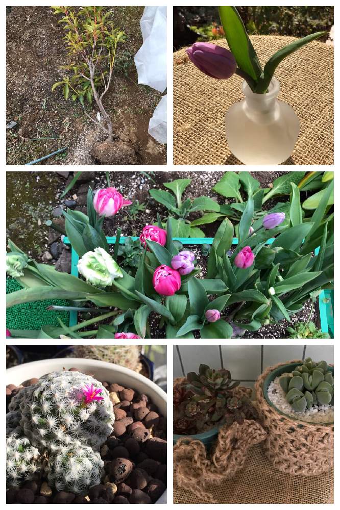 小さな庭の画像 by TORATORAさん | 小さな庭と開花中と千葉県と多肉植物勉強中と植物大好きと植中毒と強風被害と花のある暮らしとタニク初心者と植物愛と多肉植物 多肉の有るくらし