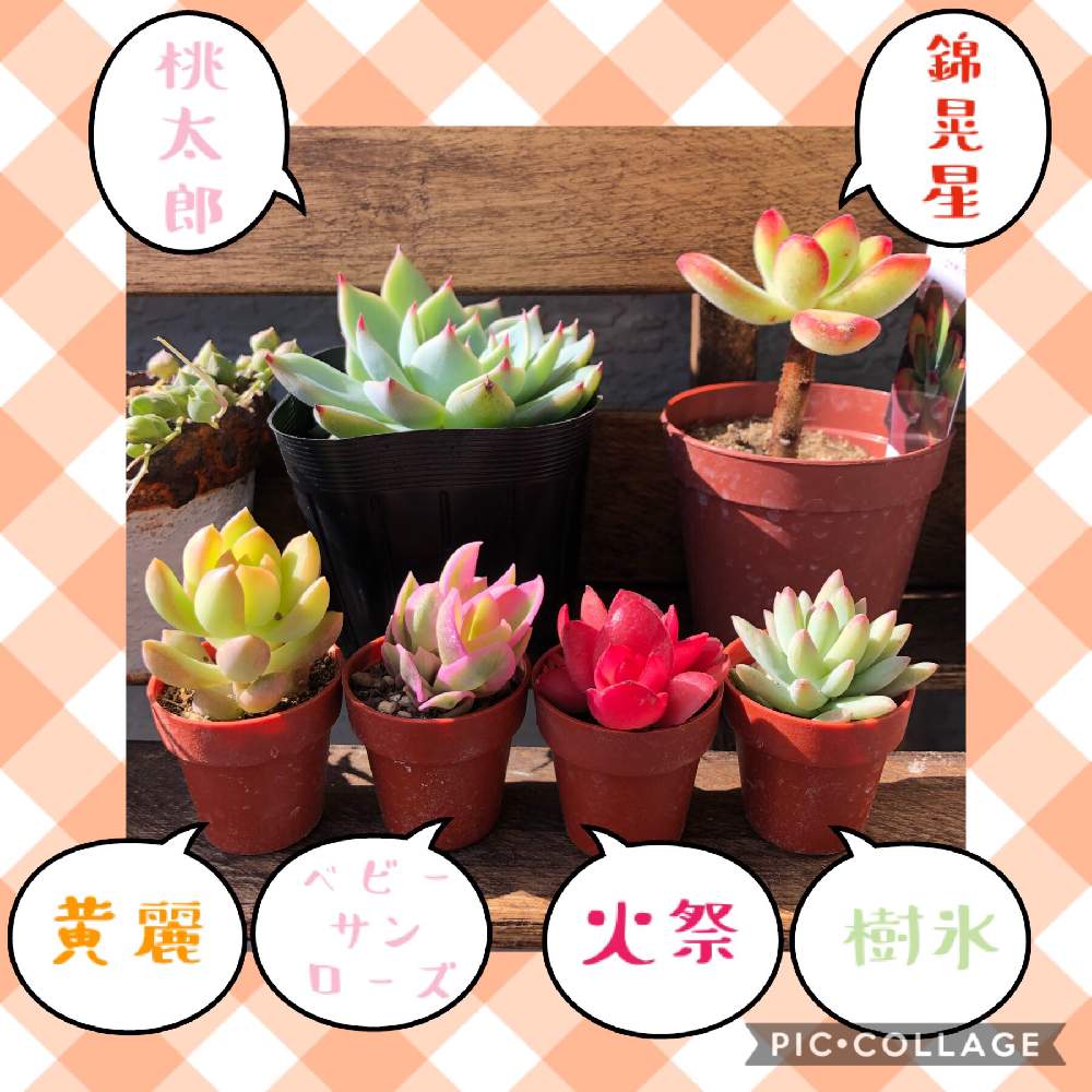 バルコニー/ベランダの画像 by よーぜふさん | バルコニー/ベランダとセダム属と多肉植物と多肉男子と植物と暮らすと桃太郎☆とベビーサンローズ❤︎と多肉大好きと黄麗(おうれい)とエケベリア・桃太郎と多肉ちゃんと月の王子☆と錦晃星☆とエケベリア属とタニク男子と火祭り♡とタニラーと多肉棚と樹氷さんと多肉植物のある暮しとエッチングアート一誠