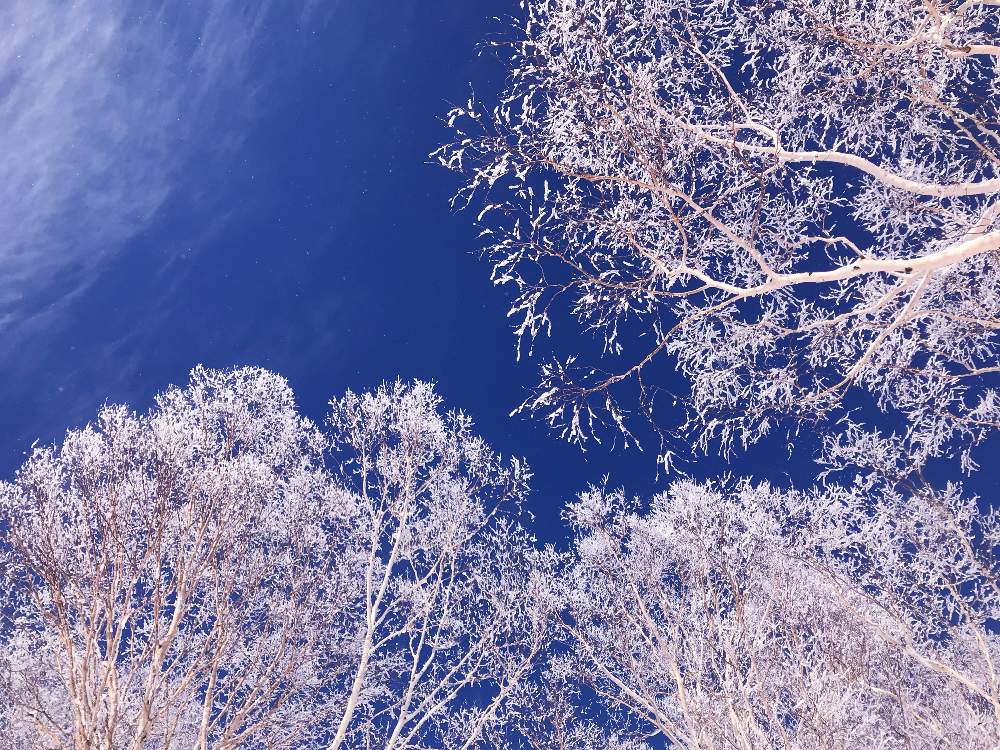 お出かけ先の画像 by SACHIKO.*☆さん | お出かけ先と樹氷ときれいな色と空を見上げてと冬の景色と新潟