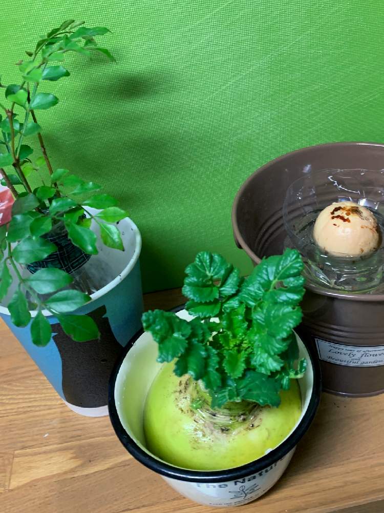キッチンの画像 by ママ子さん | キッチンとシマトリネコと大根の葉っぱとアボカドの種とはっぱを楽しむとタネまいた!と大根の葉と賃貸と野菜あそびとグリーンセンター ママ子と根っこフェチ