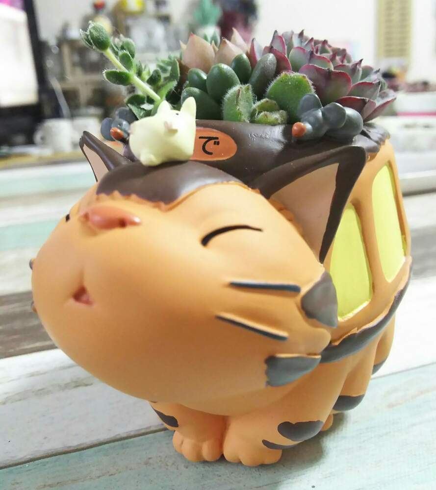 の画像 by yu♪さん | ジブリとトトロと寄せ植えとネコバスと可愛いと多肉寄せ植え