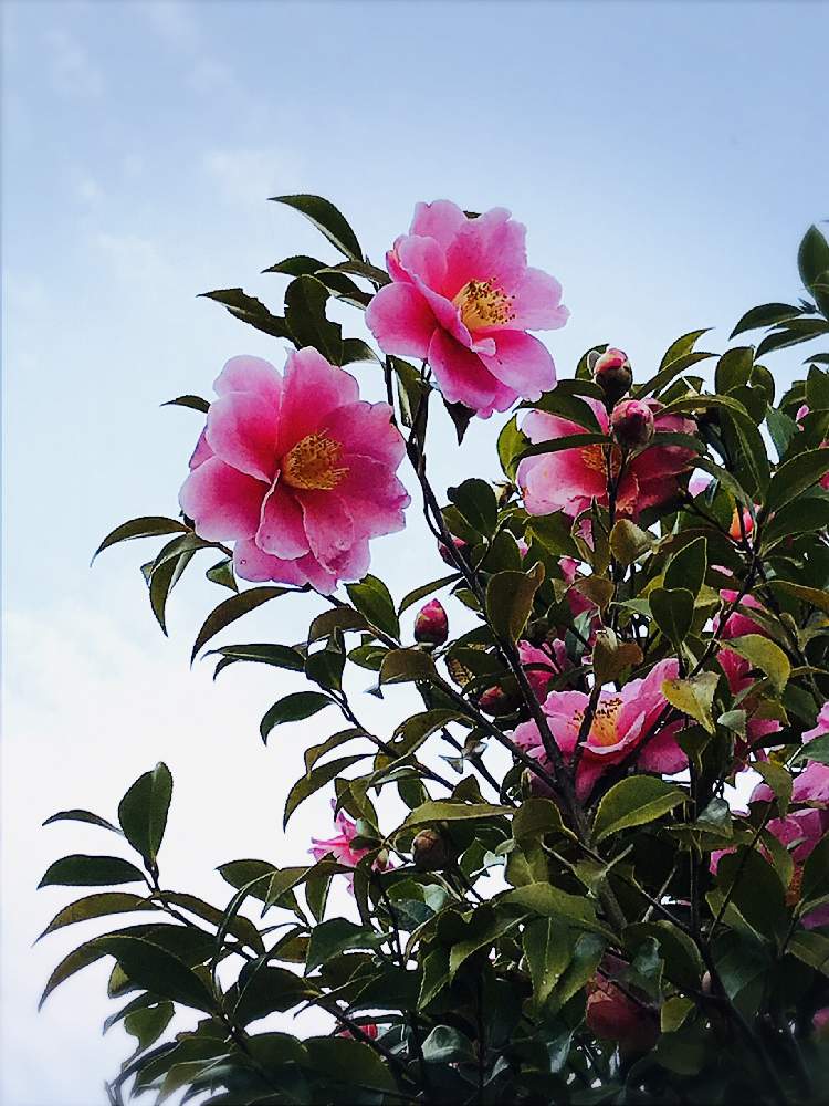 お出かけ先の画像 by ミッチさん | お出かけ先と実家の庭と花は癒しと花のある暮らしと空色