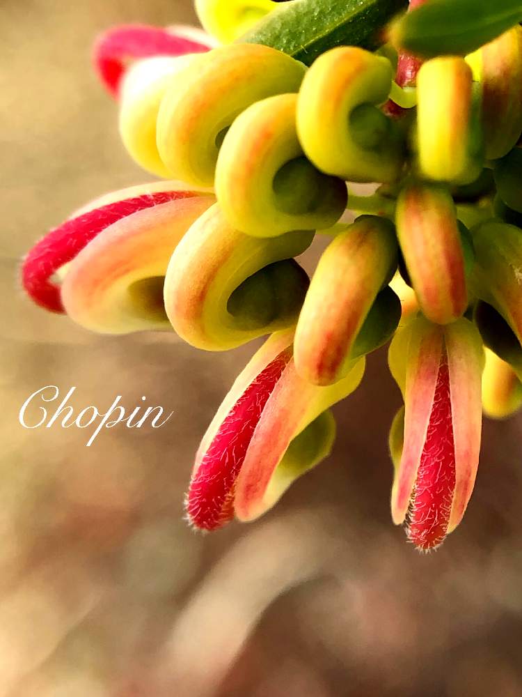 の画像 by Chopin(ショパン)さん | グレヴィレアとグレヴィレア ヒルズジュビリーとマクロレンズと咲きそう!とGS映えとヤマモガシ科とマクロ撮影としべ好きとグレヴィレア Grevilleaとオーストラリア ネイティヴプランツとオージープランツとパッカーンと グレビレアとiPhone撮影とグレヴィレアヒルズジュビリーとGrevillea Hills Jubilee