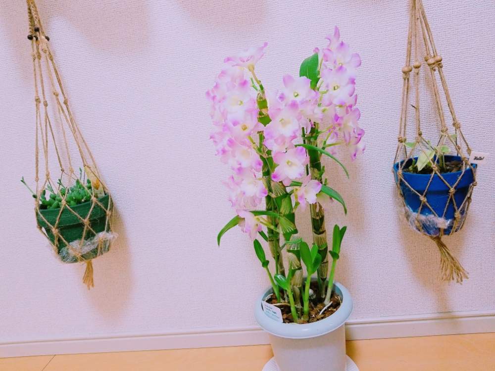 部屋の画像 by なれさん | 部屋