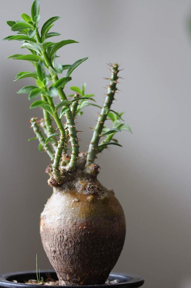インテリアの画像 by jillさん | インテリアとpachypodium bispinosumとパキポディウムとパキポディウム・ビスピノーサムとパキポディウム ビスピノーサムと多肉植物とパキポディウム属とGS映えとGS日和とコーデックスとCaudexと今日の一枚と塊根植物とinteriorgreenと珍奇植物とPachypodiumとじるの塊根とビザールプランツとsucculentとビスピノーサムと謎草