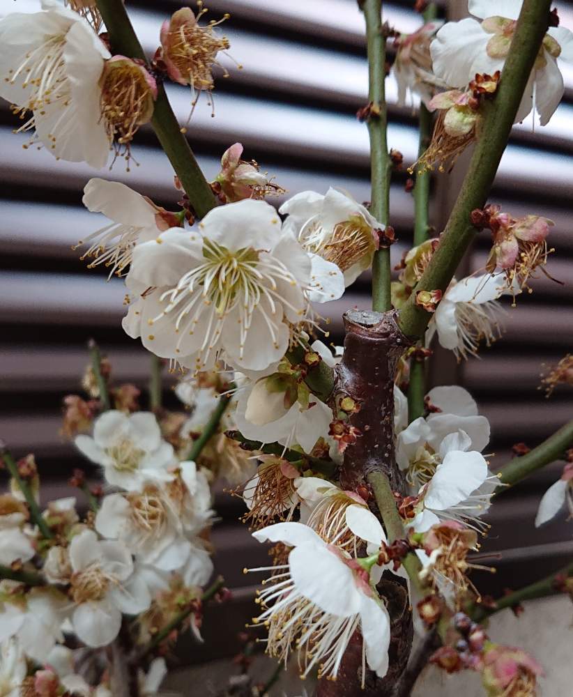 小さな庭の画像 by SARAさん | 小さな庭とウメとお正月の花とお正月飾りと花のある生活とスマホ撮影