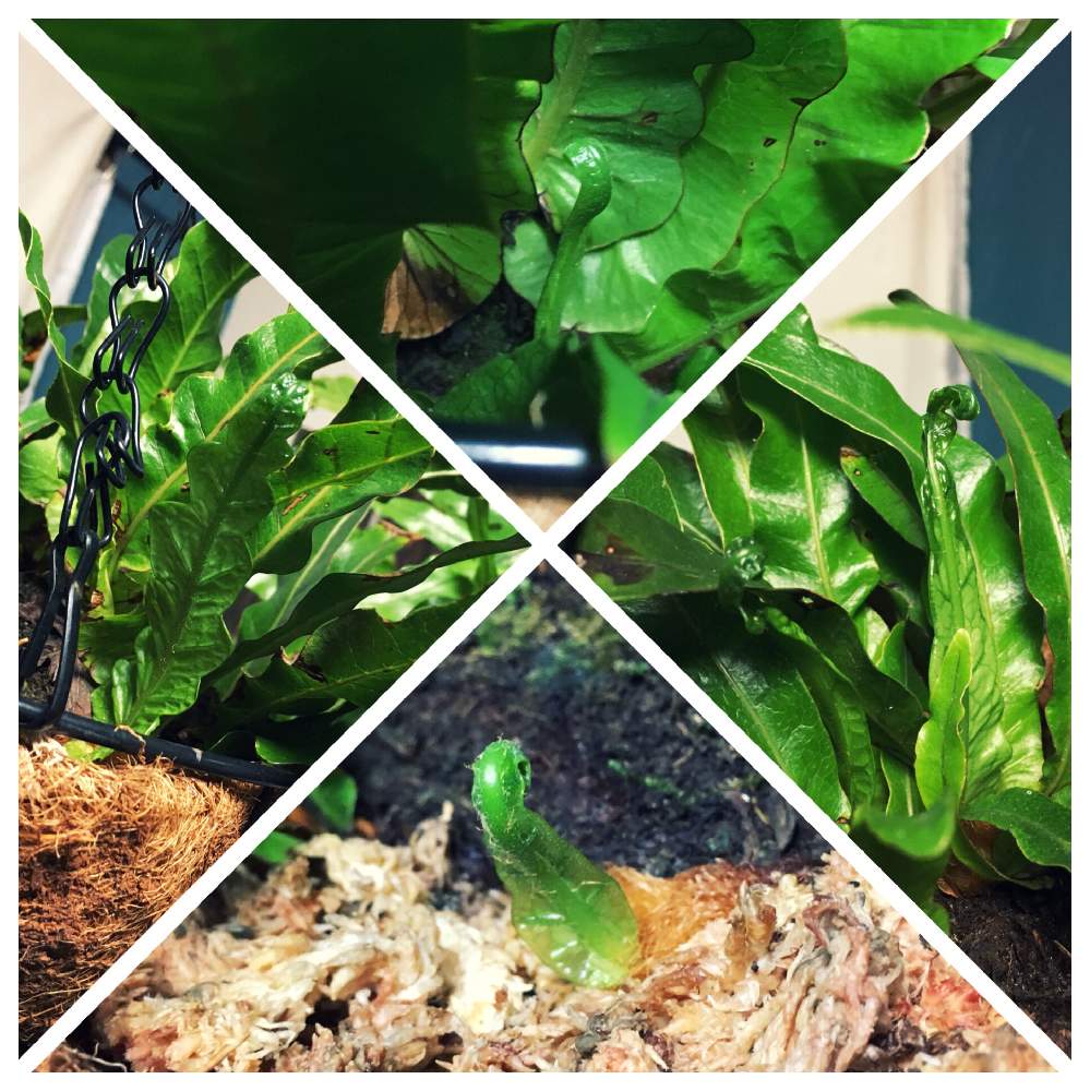 部屋の画像 by Iron and Woodさん | 部屋とアグラオモルファ コロナンスと観葉植物とお一人様新芽ラッシュとシダ好きとシダ植物と新芽とカザリシダ属
