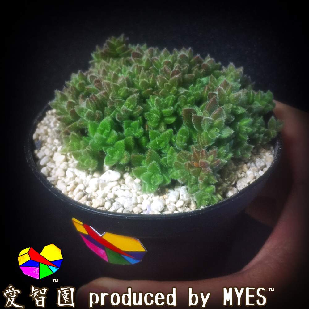 テラスの画像 by 愛智園 produced by MYES™️さん | テラスとエルネスティと愛智園と多肉植物とカッコいいと男前植物とボタニカルライフとクラッスラ属とオシャレと多肉ちゃんと直射日光とお上品と植中毒と綺麗と多肉植物とサボテンとタニラーと花のある暮らしとかわいいと個性的とMYES™️と男前とバルコニスト