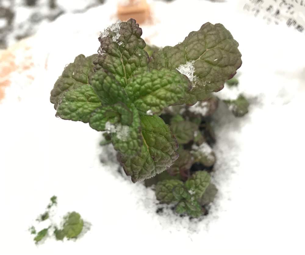 小さな庭の画像 by U.さん | 小さな庭とアップルミントとハーブと春待ちと雪の中とベランダ菜園