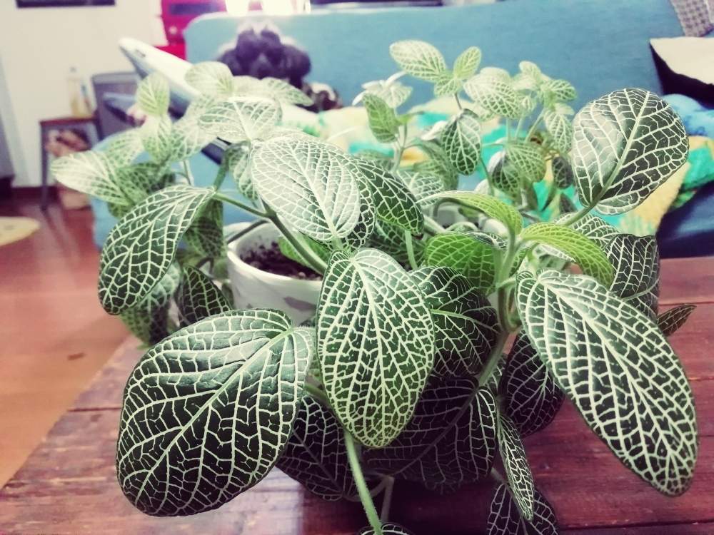 部屋の画像 by mikity.comさん | 部屋と観葉植物と休日とワクワクと多肉大好きと新芽ぞくぞくと癒しと窓際緑化とワンちゃんとno green no lifeと植中毒と誕生と フィットニアとたまらん♡と増えてますとジャングル化計画と観葉植物がスキといやされるとわんこと一緒