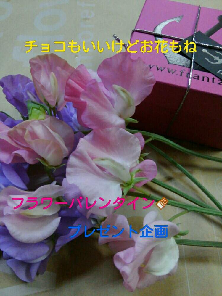 畑の画像 by みほっこさん | 畑とスイートピーとHTCとスイートピー生産者と早起き倶楽部と花農家とフラワーバレンタインとHTC 社員No.206