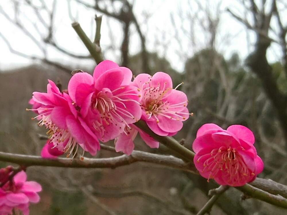 お出かけ先の画像 by misaoiさん | お出かけ先と花のある暮らし