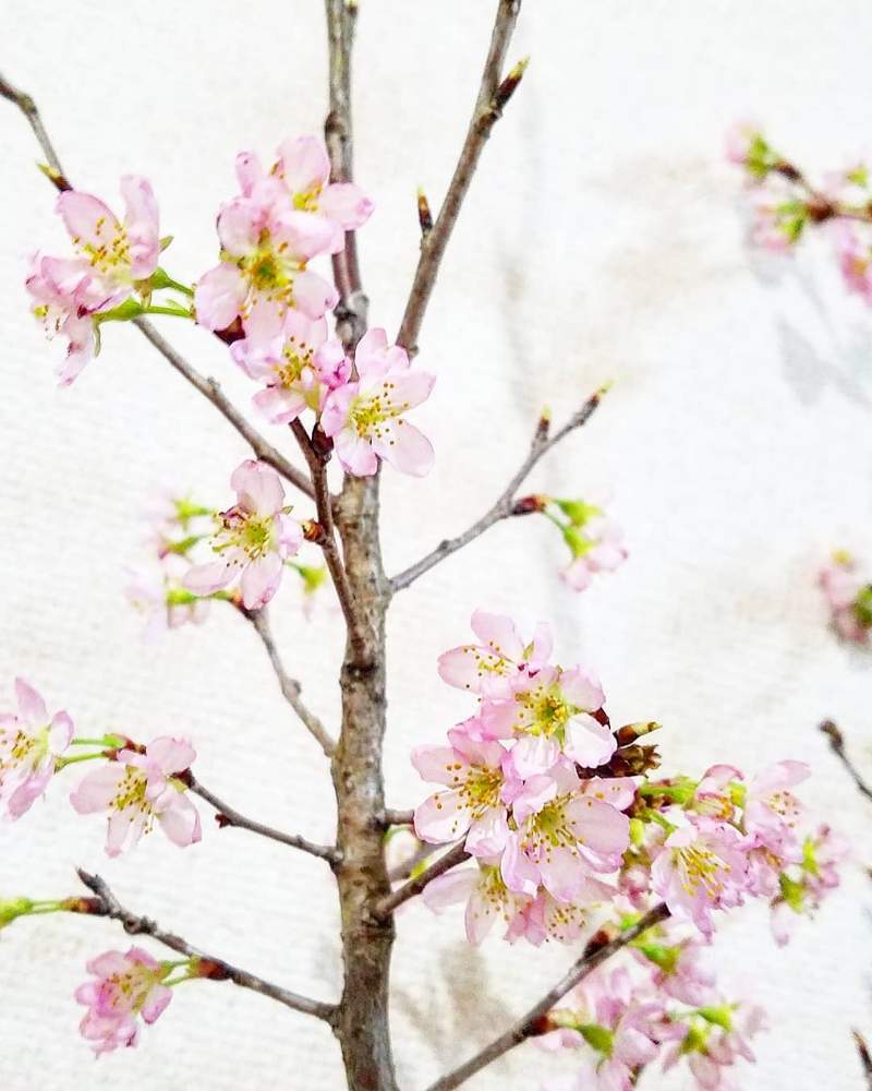 部屋の画像 by プラジュナさん | 部屋とさくら サクラ 桜と初心者ですとサクラサクと花に癒やされる毎日とGS映えとさくら 桜 サクラとチェリーブロッサム☆とお花初心者と花のある暮らしとお花のある生活とcherryblossom