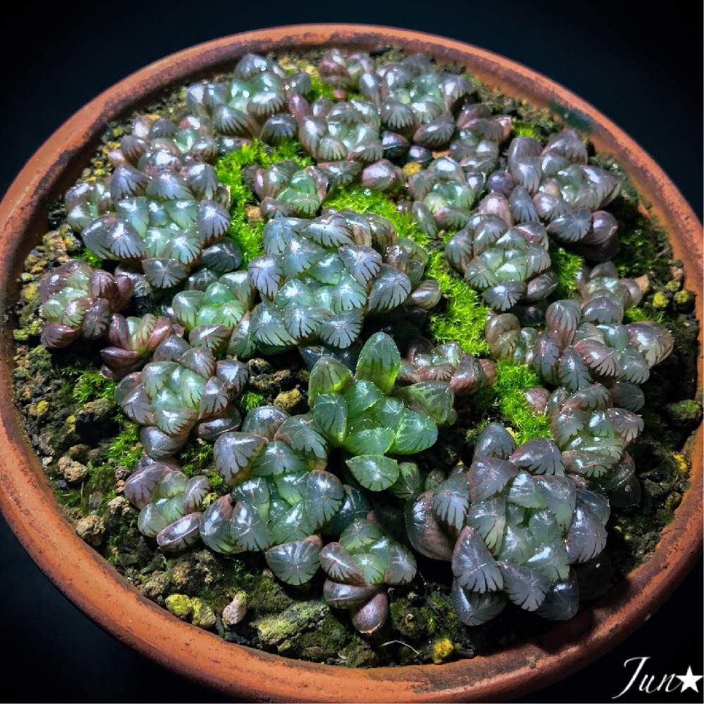 部屋の画像 by Jun★さん | 部屋とハオルチアとオブツーサと多肉植物とハオルチア属とGS日和ときれいとHaworthia:ハオルチア/ハオルシアと植中毒と今日の一枚と美しいとタニラーとJun★のハオルチアとかわいいとガチンコハオルチアクラブとHaworthia とsucculentとバルコニストとiPhone撮影