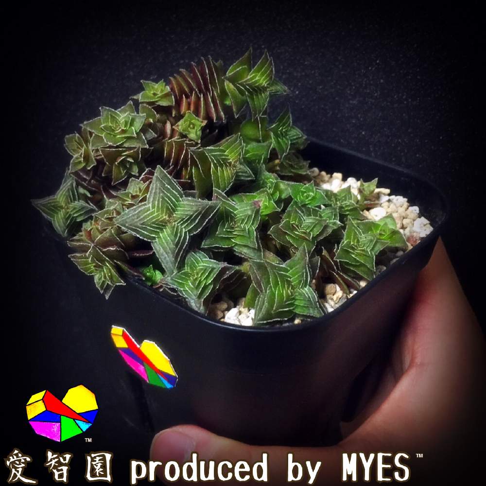 テラスの画像 by 愛智園 produced by MYES™️さん | テラスと茜の塔と愛智園と多肉植物とカッコいいと男前植物とボタニカルライフとクラッスラ属とオシャレと多肉ちゃんと直射日光とお上品と植中毒と綺麗と多肉植物とサボテンとタニラーと花のある暮らしとかわいいと個性的とMYES™️と男前とバルコニスト