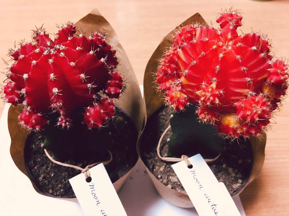 窓辺の画像 by ミルクさん | 窓辺と多肉植物とサボテン科とトゲトゲとAEONと冬の楽しみと子だくさんと緋牡丹☆とインテリアグリーン