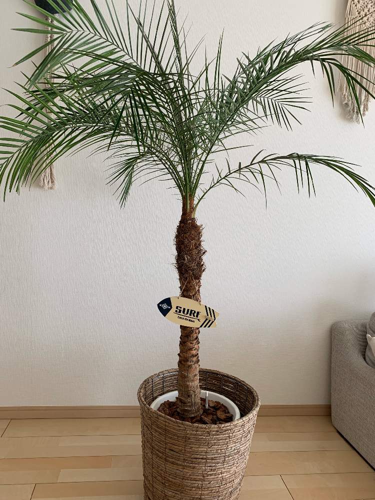部屋の画像 by Rodmanさん | 部屋と観葉植物と南国とロビーとヤシとフェニックスロベレニー(シンノウヤシ)