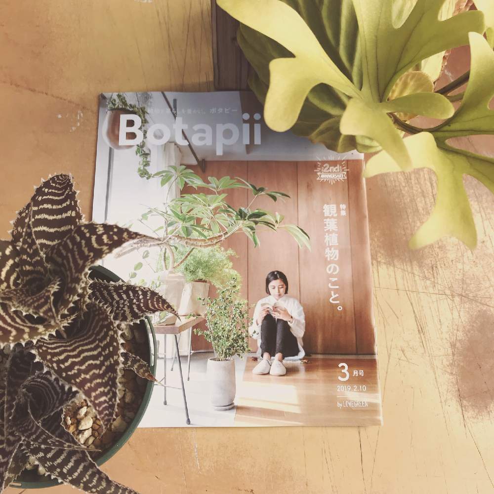 の画像 by 花ショップ エーデルさん | コウモリラン と観葉植物とビカクシダ・リドレイとボタピーとオルソフィツム グルケニーとボタピー設置店とbotapiiとエーデルとビカクシダ属と花ショップエーデル