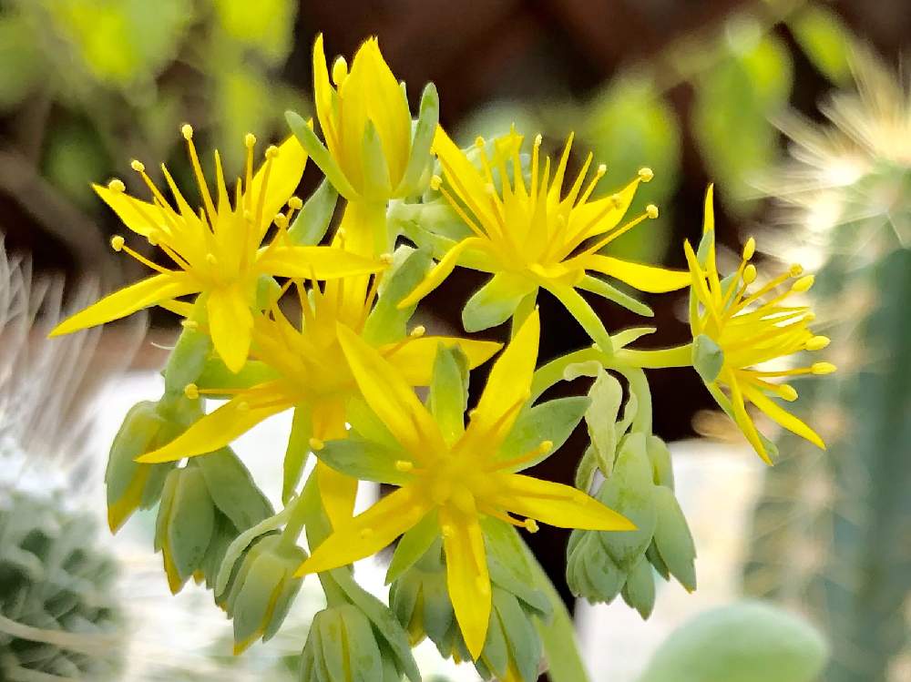 の画像 by neko1087さん | 薄化粧の花とセダム属と多肉植物と多肉の花と植物のある暮らしと 薄化粧と多肉植物の花と黄色い花と可愛い多肉ちゃん❤︎と黄色の花ときいろいお花と花のある暮らしとタニク初心者