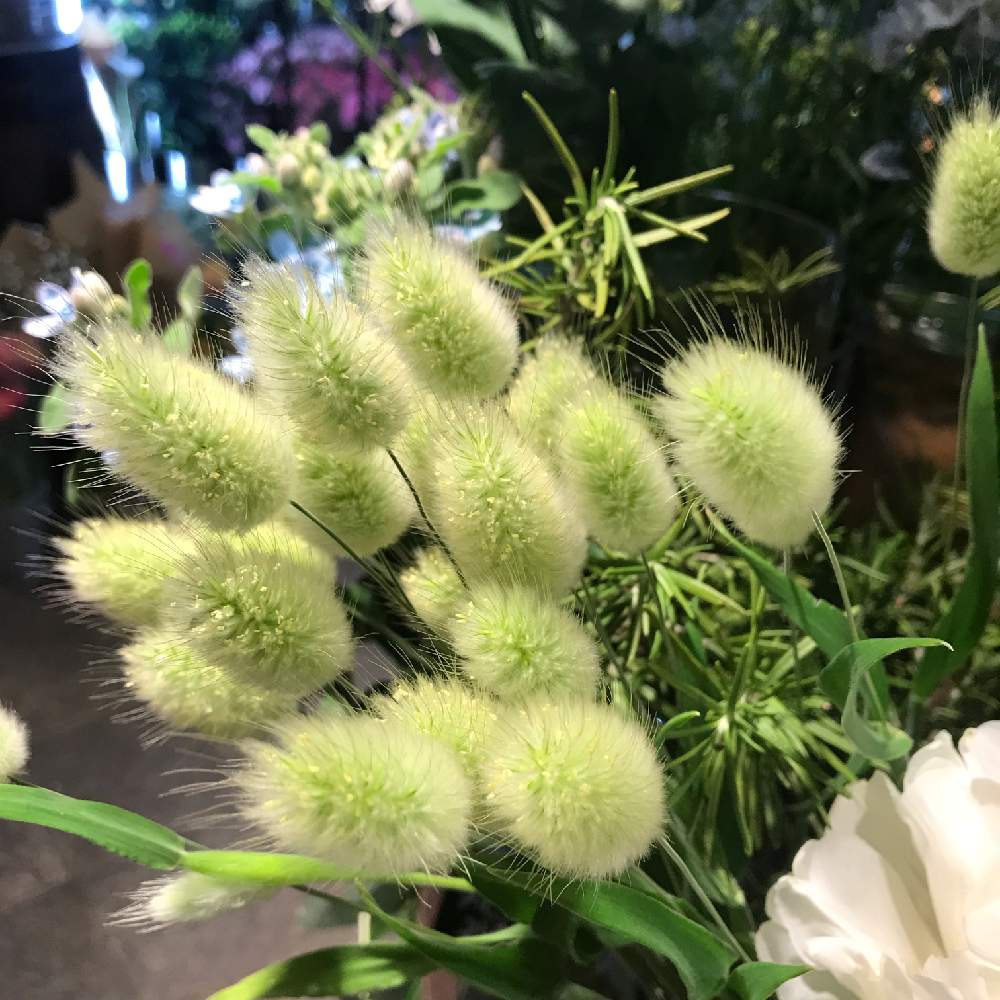 の画像 by フラワーショップ京王 新宿地下店さん | ラグラス バニーテール ドライとかわいい♡と可憐♡と花のある暮らしとお花といやされる