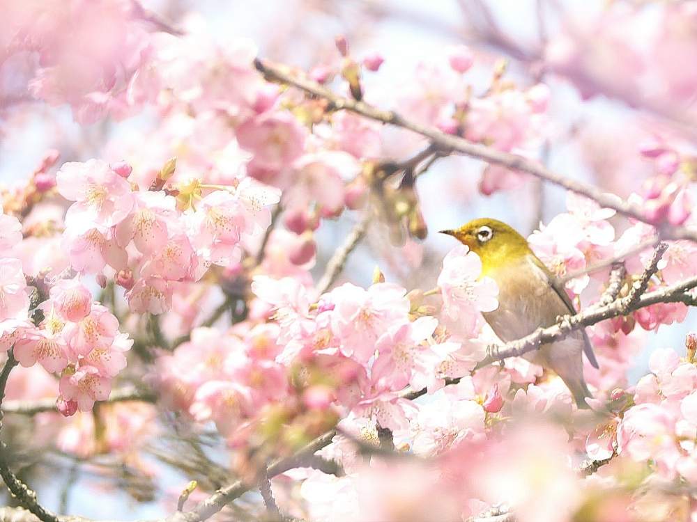 お出かけ先の画像 by 海と苺と空さん | お出かけ先と河津桜と日本の風景と千葉県と頼朝桜と天然とOLYMPUSとflowerと桜2019とお花と 河津桜とメジロ