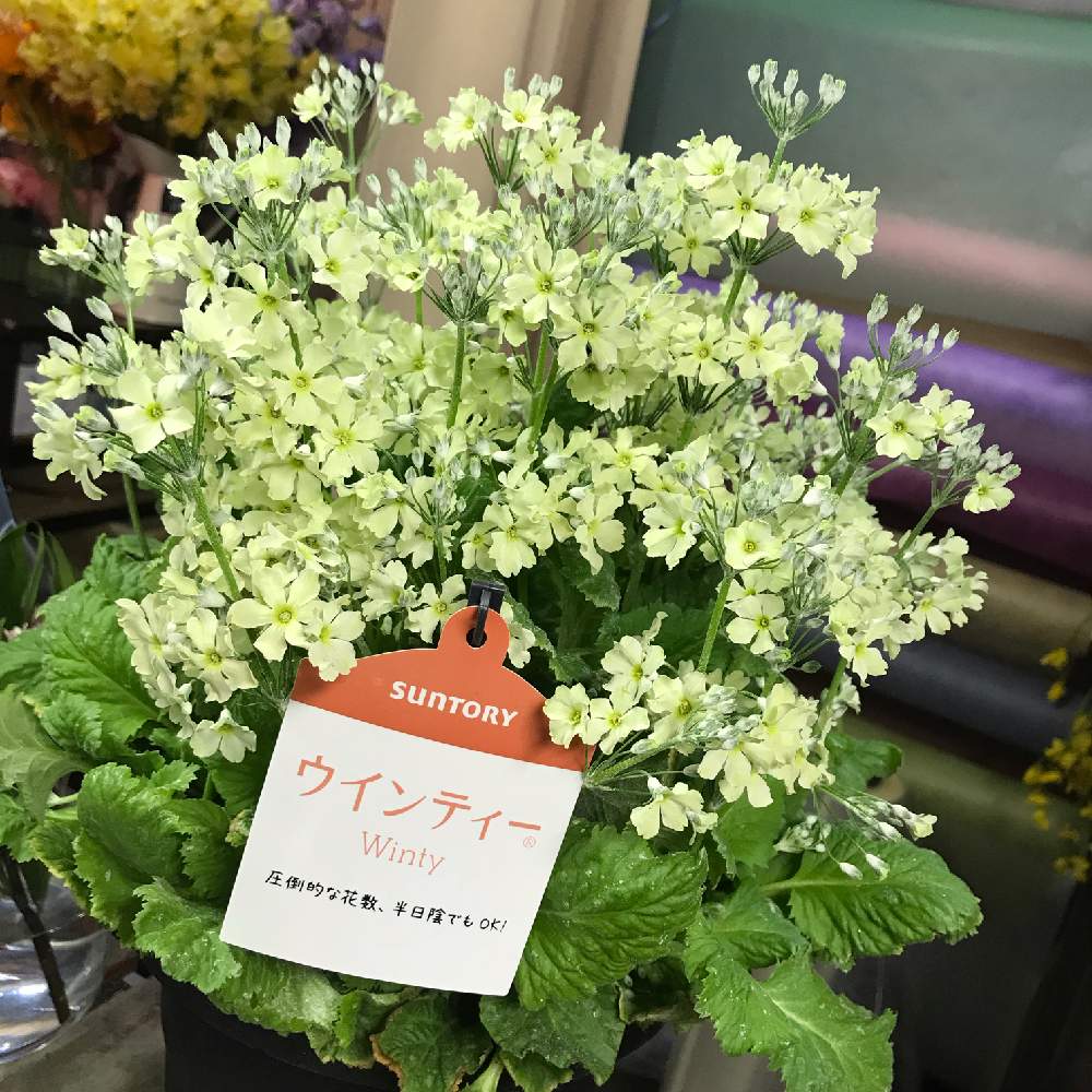 の画像 by フラワーショップ京王 新宿地下店さん | かわいい♡とサクラソウ♡と半日陰OKと植物女子ベランダーと植物男子ベランダーと可憐♡と花のある暮らしとお花といやされる