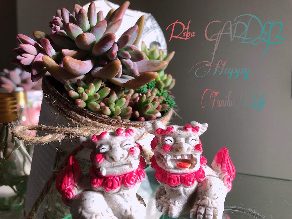窓辺の画像 by りばさん | 窓辺と多肉植物とリメ缶とアンティーク風と多肉ラボ©と多肉女子と今年は逆だよ!シーサーオリオンとリメ缶・リメ鉢とシーサーオリオンと多肉女子初心者とたにおたくらぶと多肉寄せ植えとタニク初心者