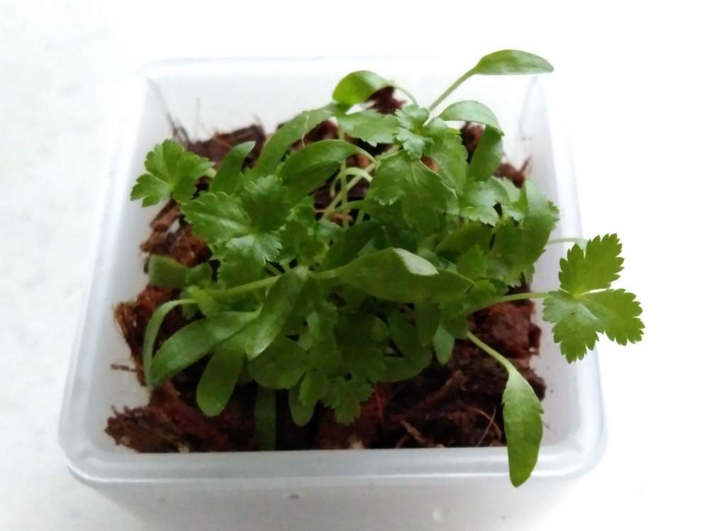 部屋の画像 by のこちさん | 部屋と三つ葉と水栽培と植物のある暮らしと多肉大好きと家庭菜園と癒しと今日の一枚と水耕栽培と多肉初心者と自家製野菜と多肉植物