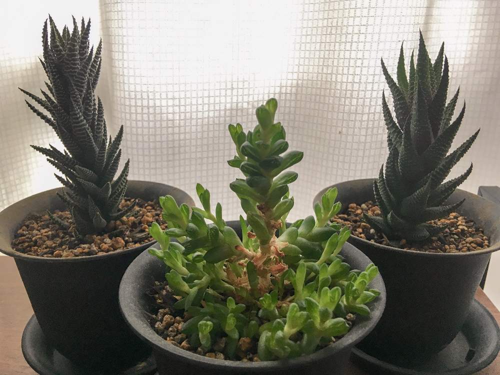 窓辺の画像 by mapleさん | 窓辺と多肉植物と多肉男子とハオルチア属とハオルシア属 と徒長とウンブラティコーラ