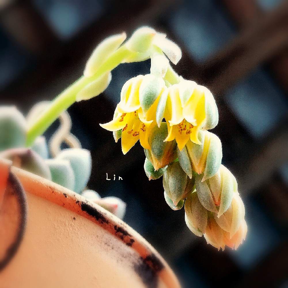 の画像 by Lin*さん | ネコ好きと多肉女子と鉢植えと花のある暮らしとバルコニストとパキベリア属 クレア