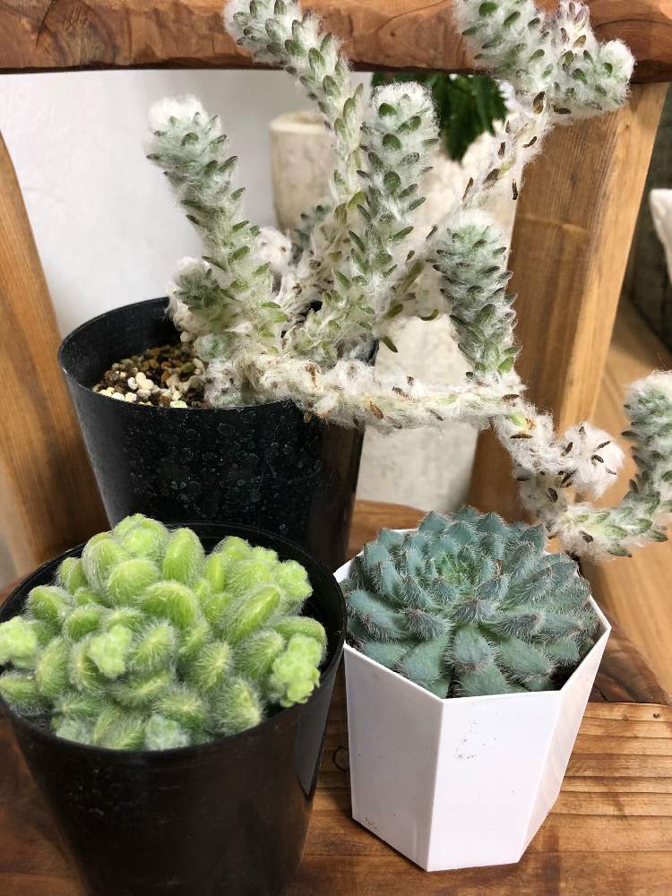 部屋の画像 by キャロットさん | 部屋と多肉植物とモケモケ、モフモフ〜。とGS映えとカシミアヒントニー♡とタニラーと可愛いとポーチュラカ ウェルデルマニー☆と青い渚☆と花のある暮らしとポーチュラカ☆