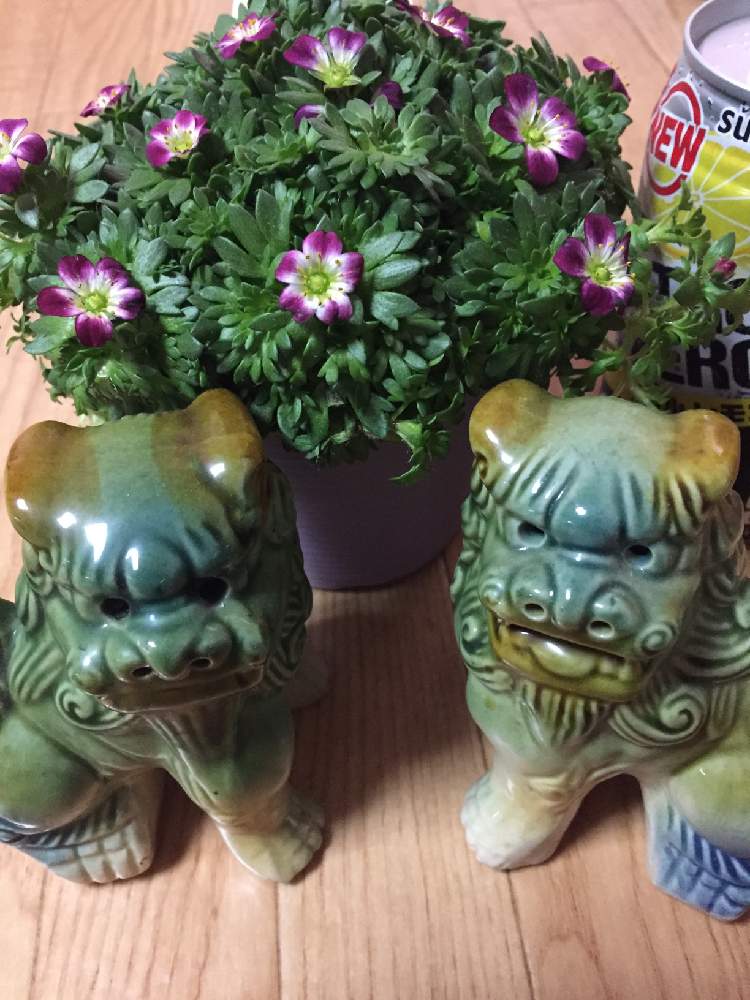 の画像 by kaoriさん | ネコのいる暮らしとネコ好きと植中毒と晴れの国タニラーGPとねこ愛が止まらないと今年は逆だよ!シーサーオリオンと立ち上がろう!晴れの国☀️とシーサーオリオンと花のある暮らしと前に進もう!晴れの国☀️とタニク初心者とタニクちゃん